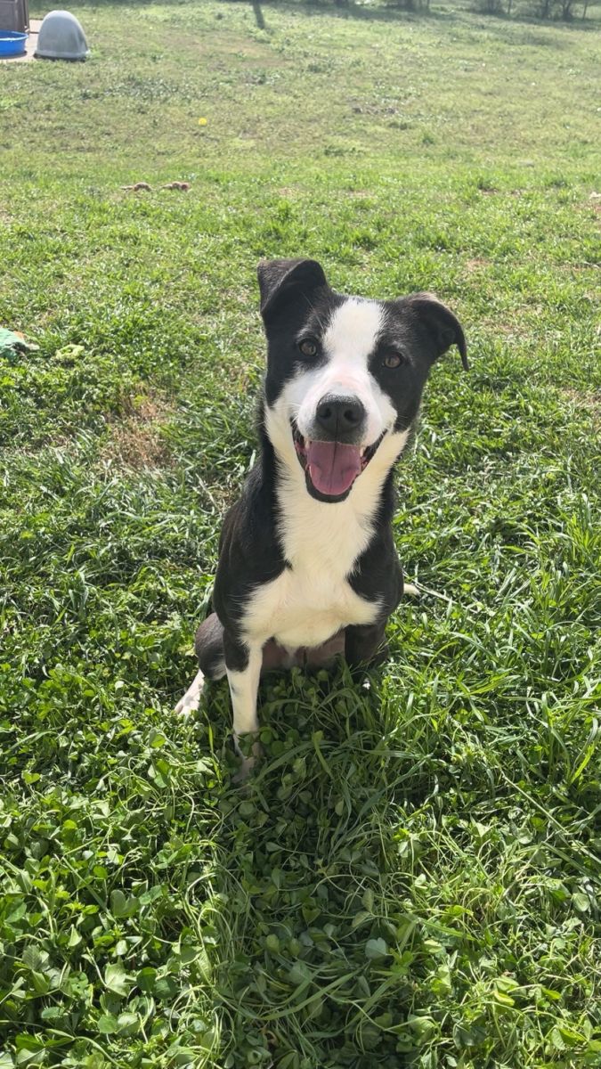 black and white dog in grass