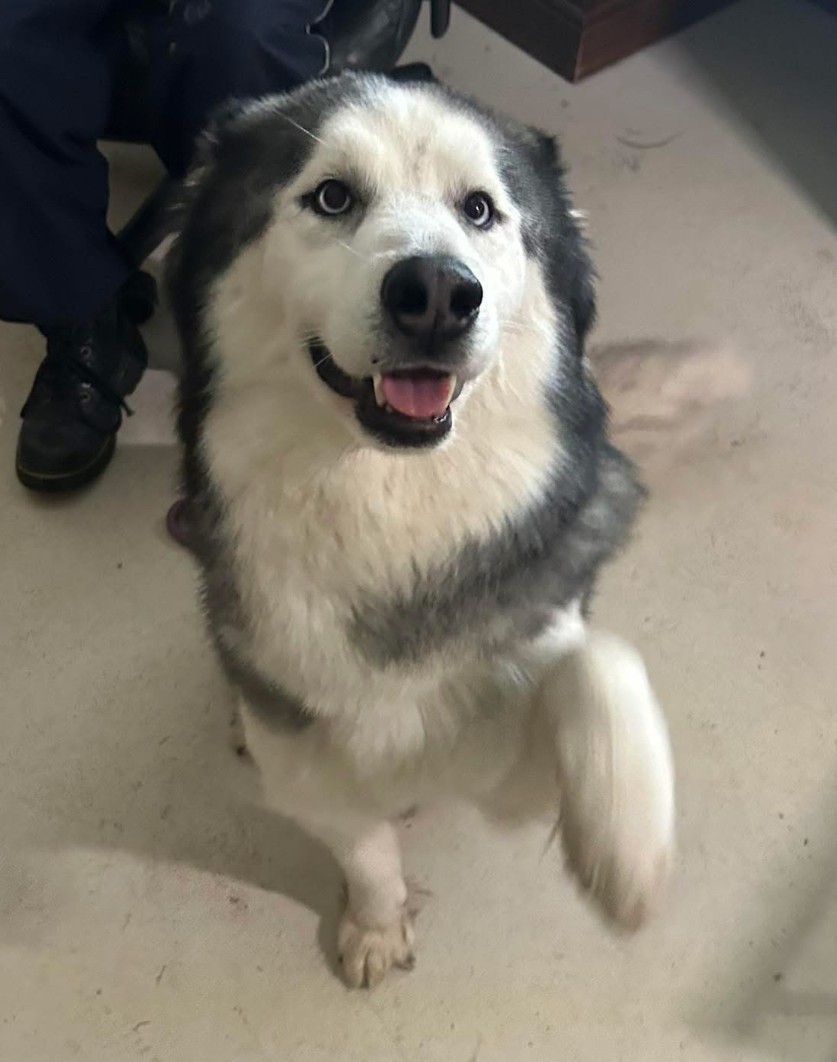 black and white husky on floor