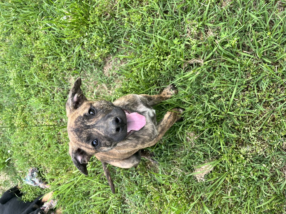 brindle dog outside
