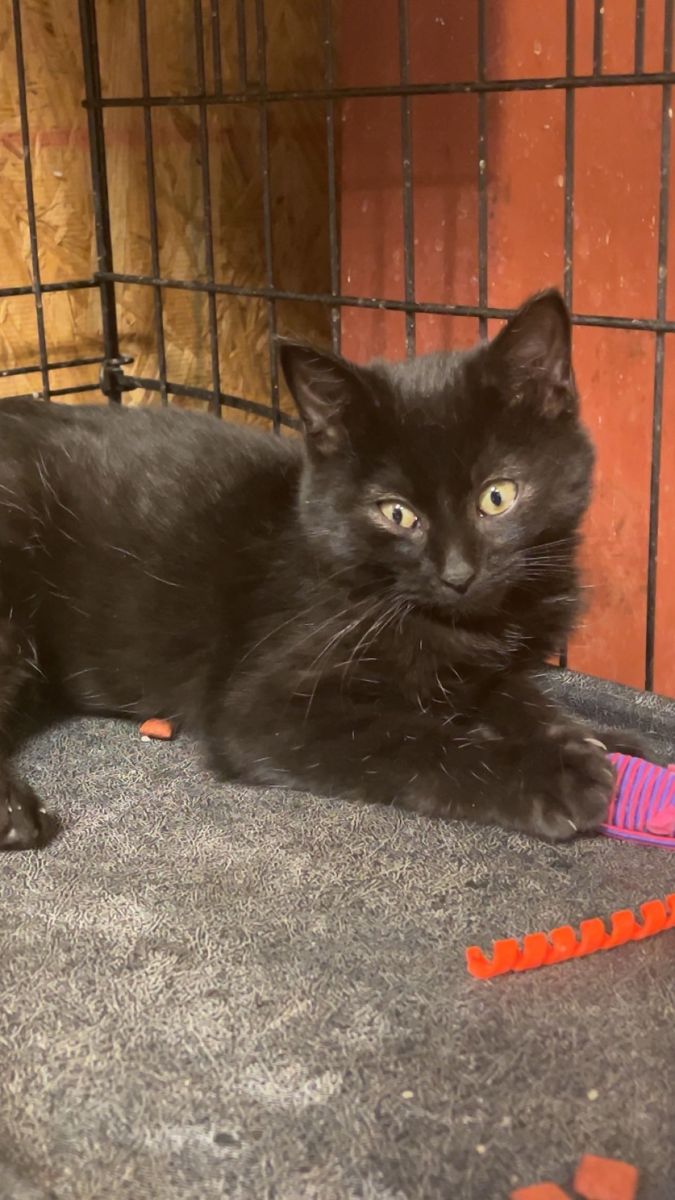 black cat in kennel