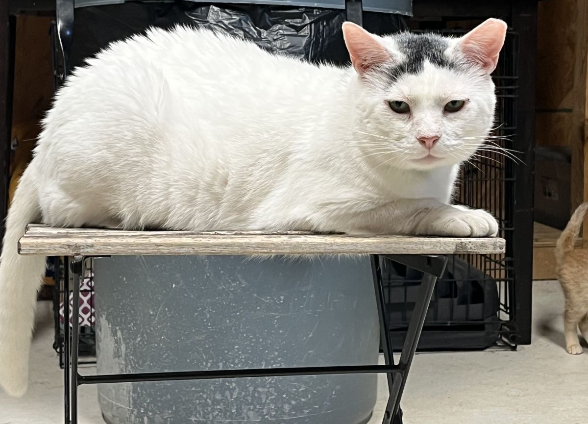 white and grey cat in chair