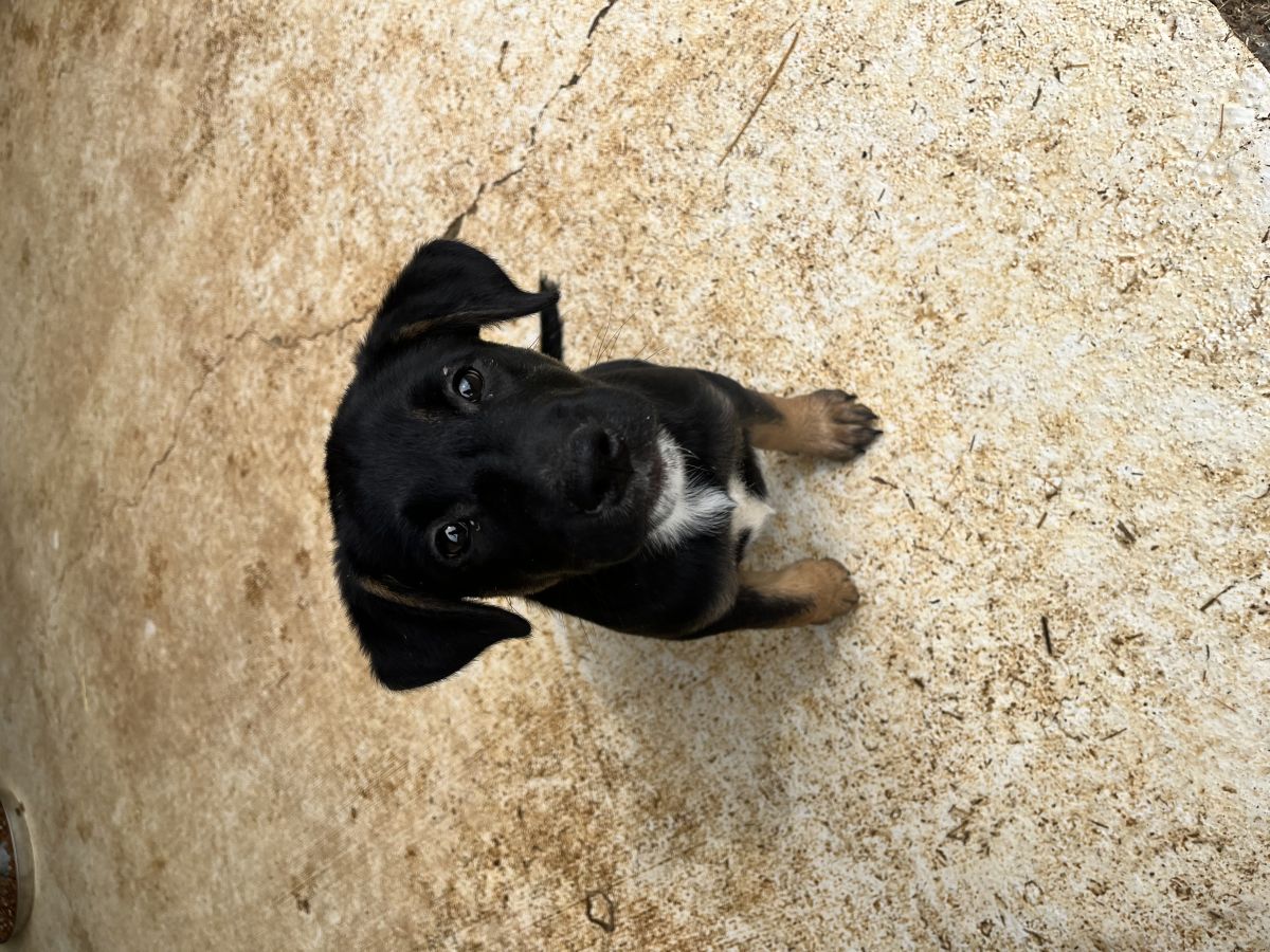 black dog on concrete