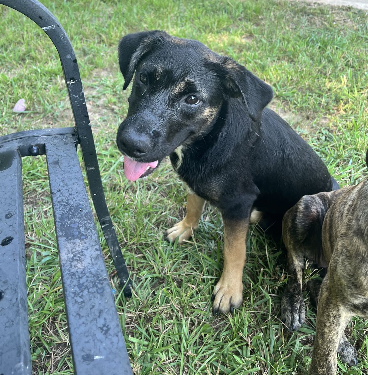 black dog in grass