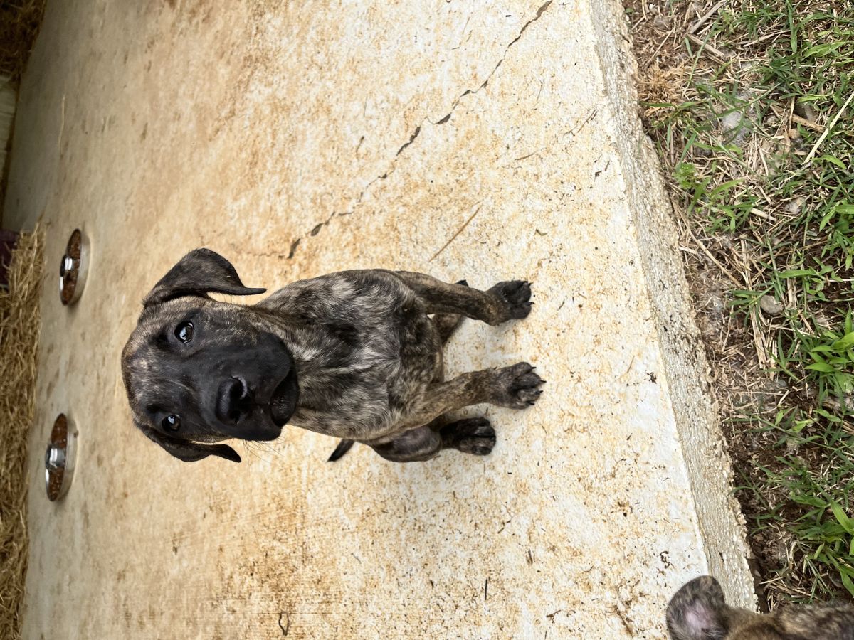 brindle dog on concrete