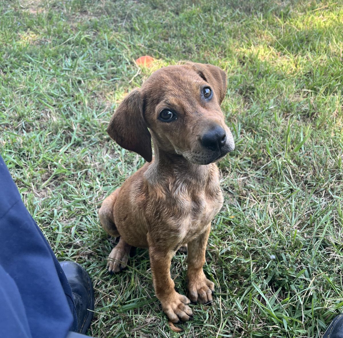 brown dog in grass