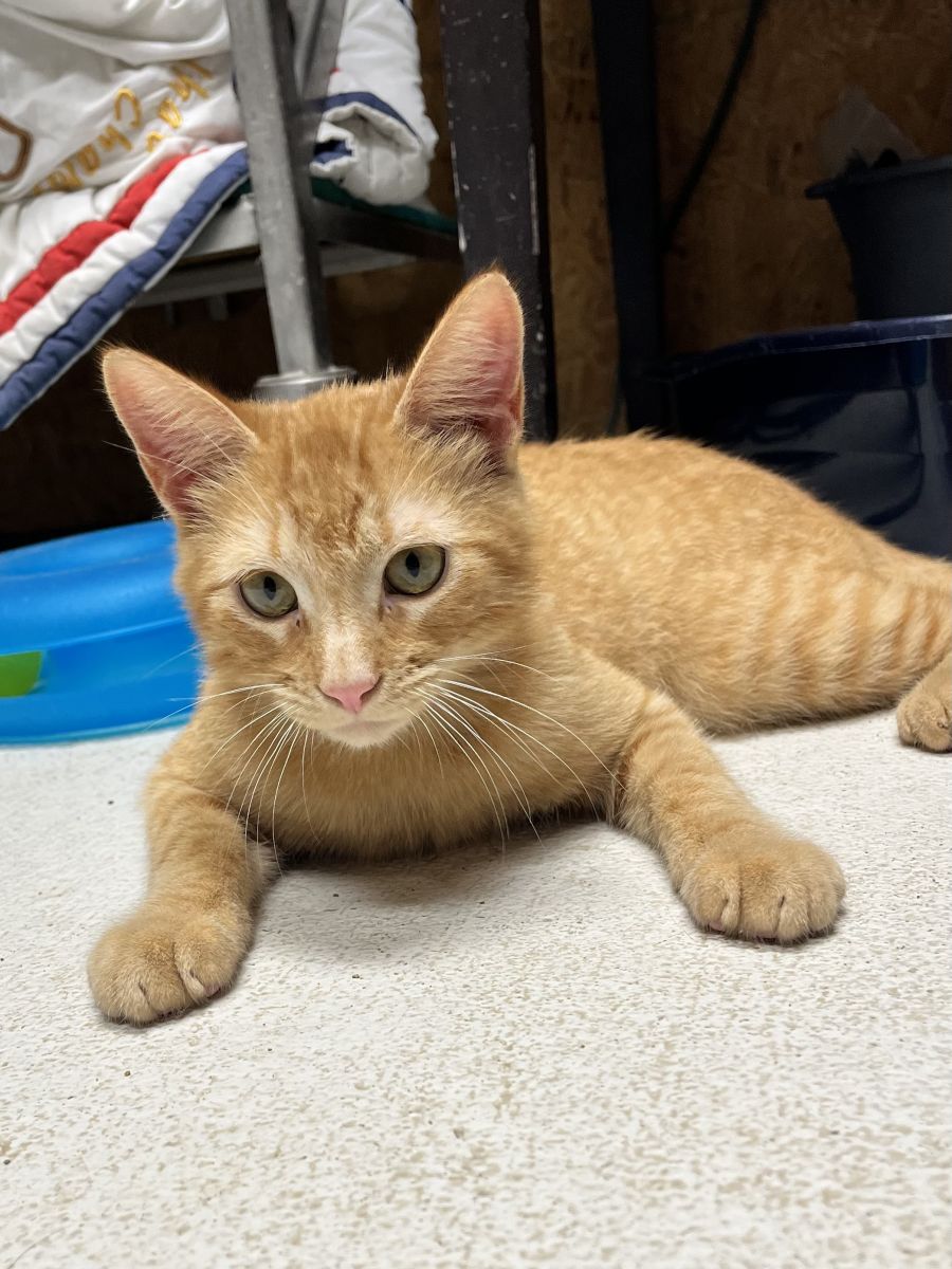 orange cat