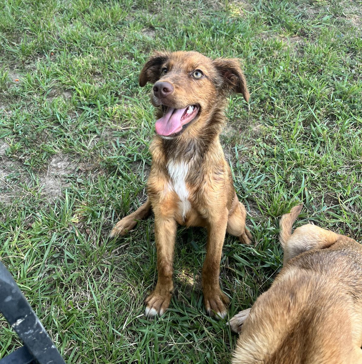 tan dog in grass