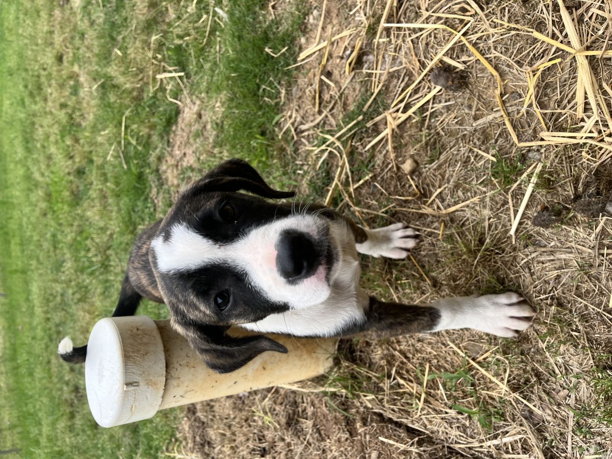 black and white dog outside