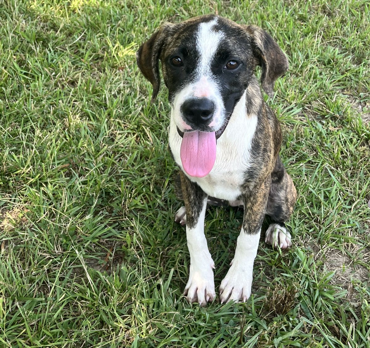 tri color dog in grass