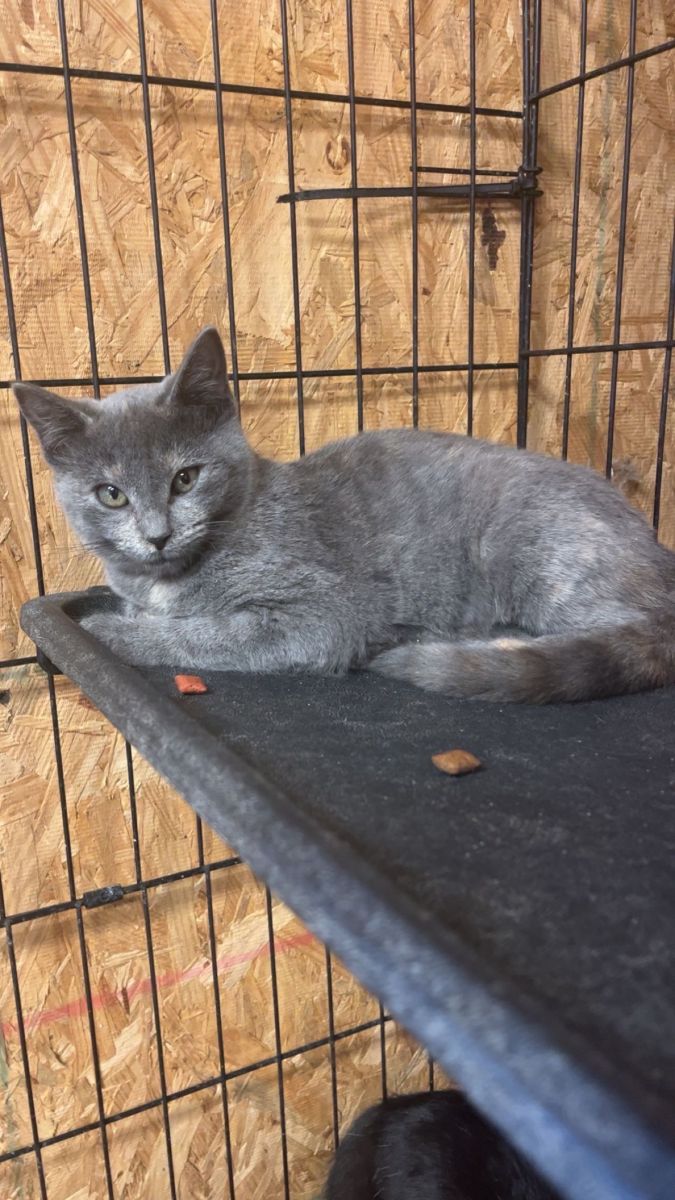 gray cat in kennel 