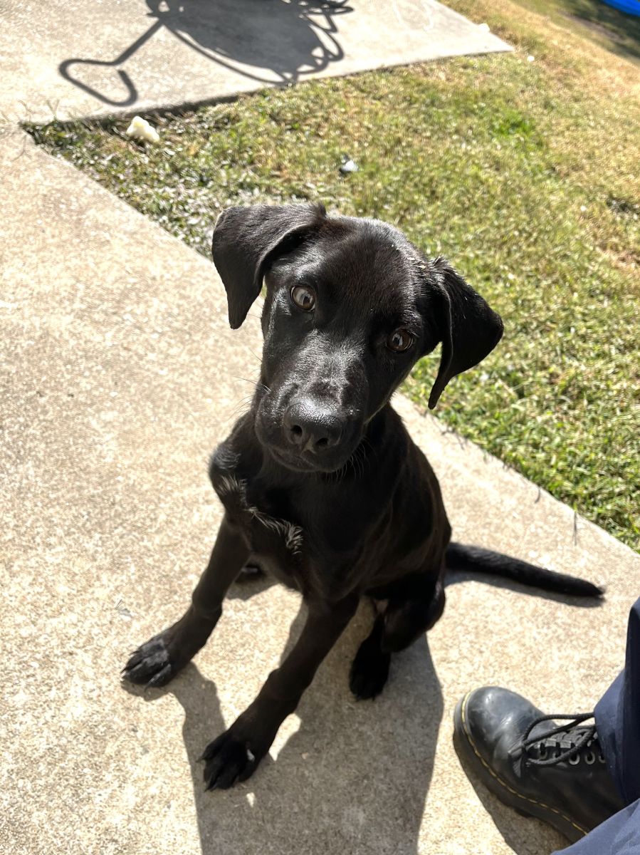 black dog in grass