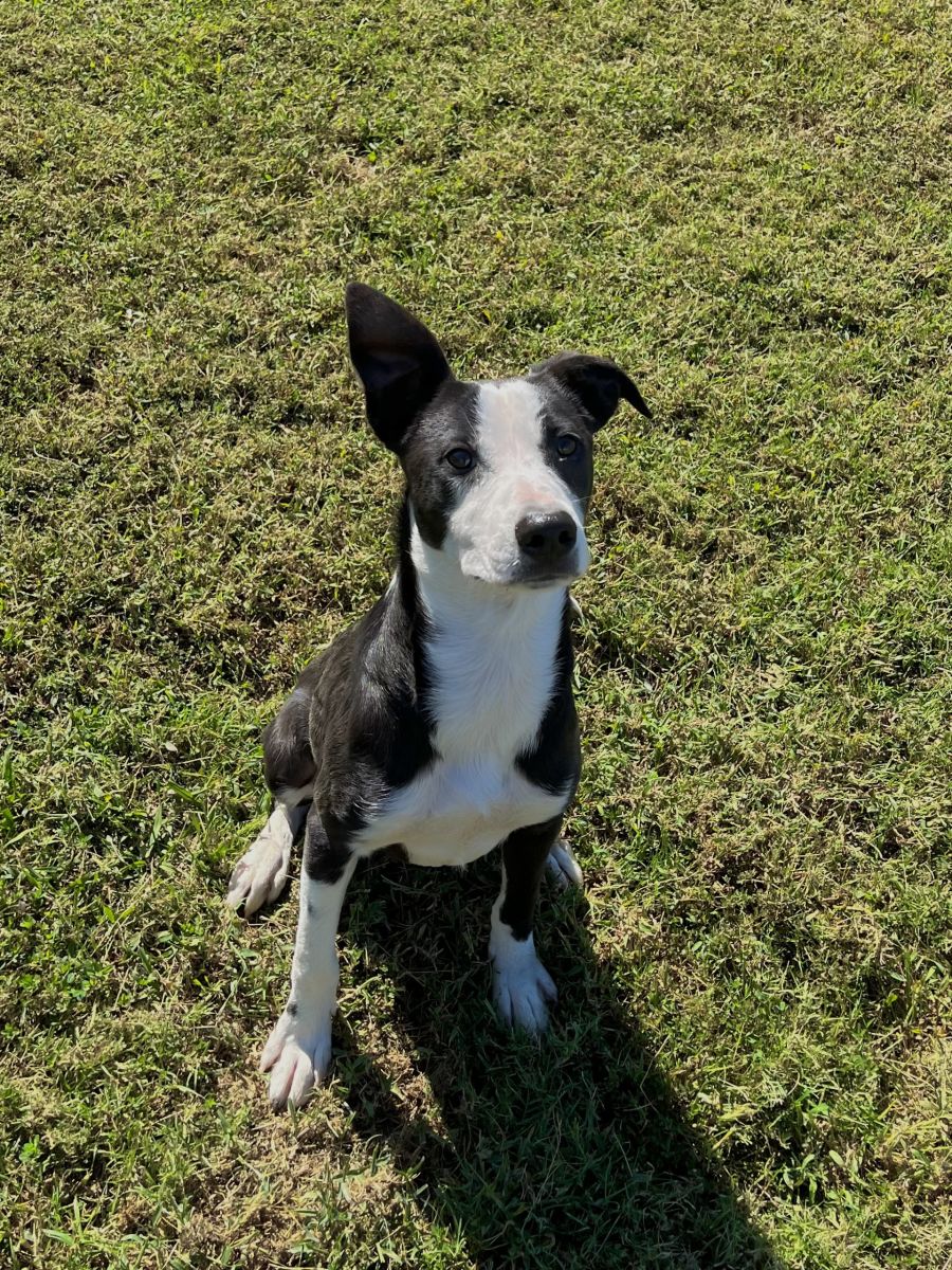 white and black dog in grass