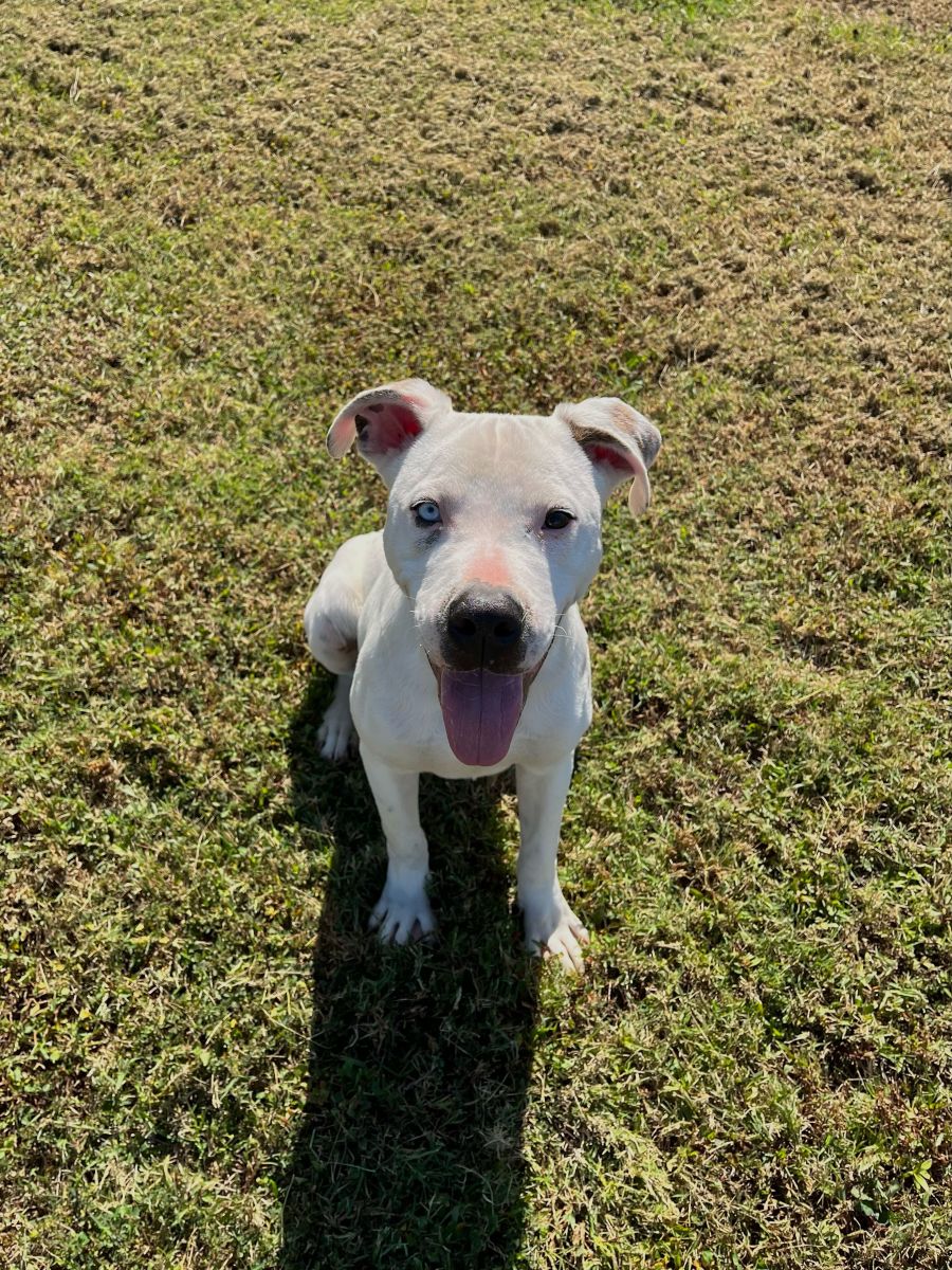 white and black dog in grass