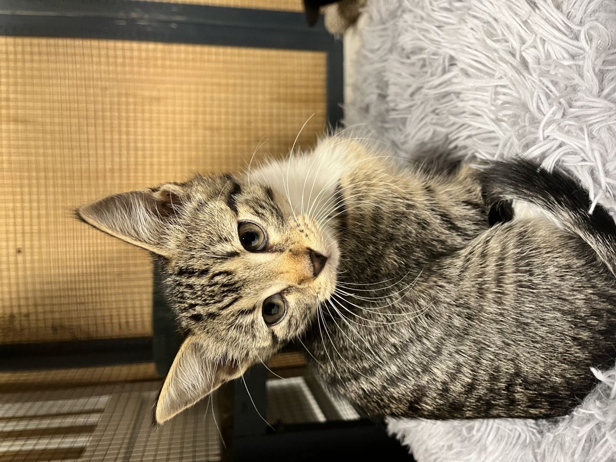 tabby cat