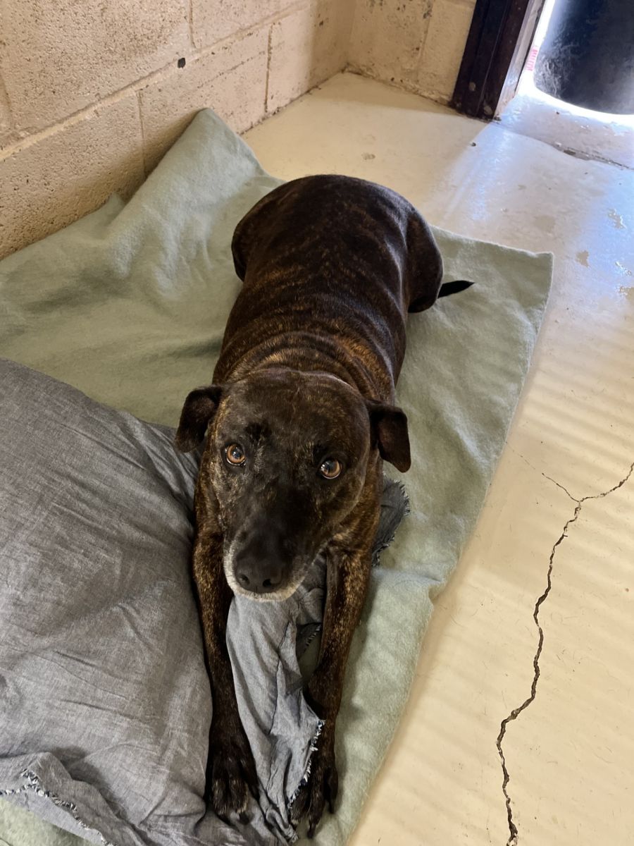 brindle dog on concrete