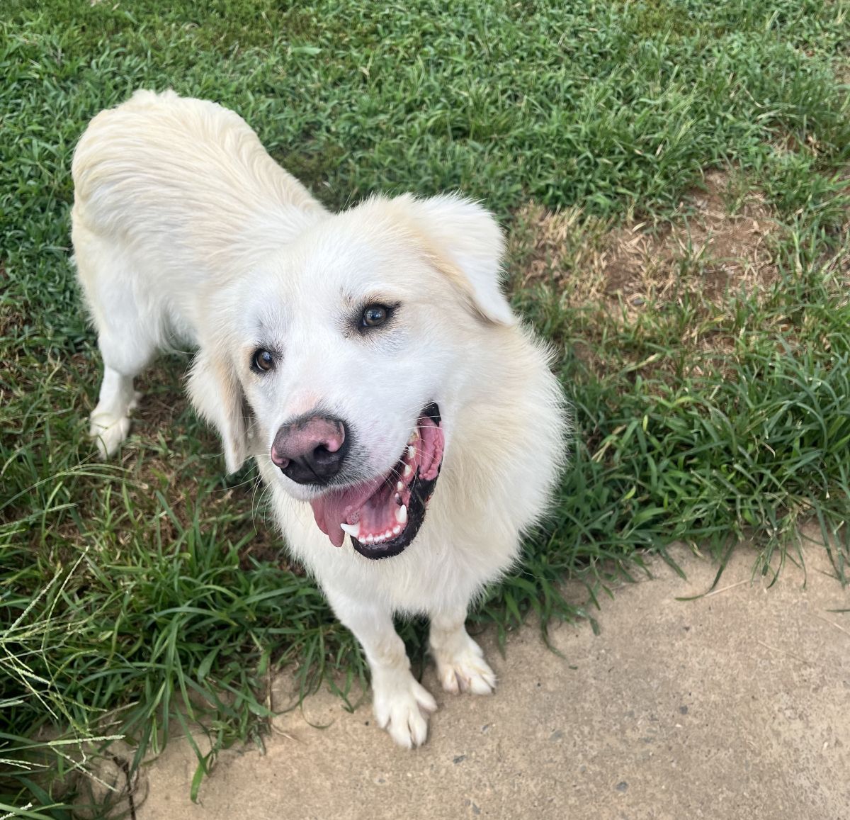 white dog on grass