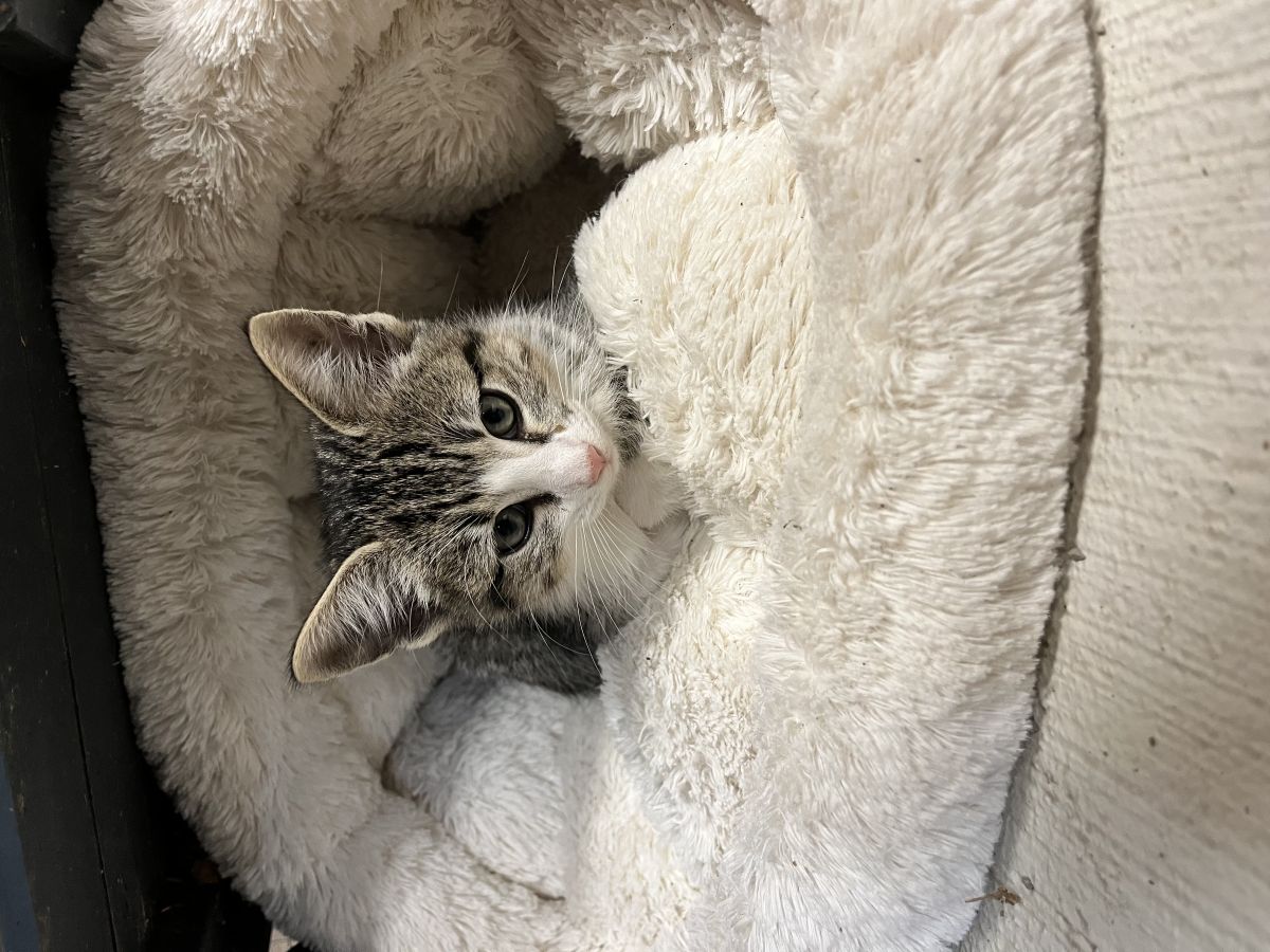 tabby cat
