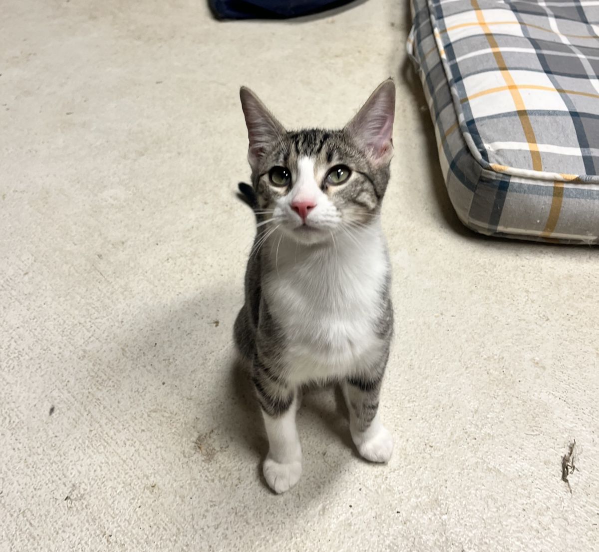 white and grey cat sitting on floor