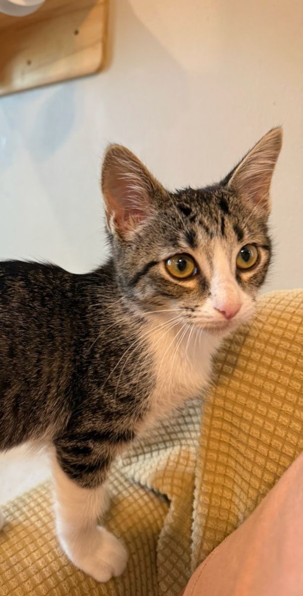 tabby and white kitten
