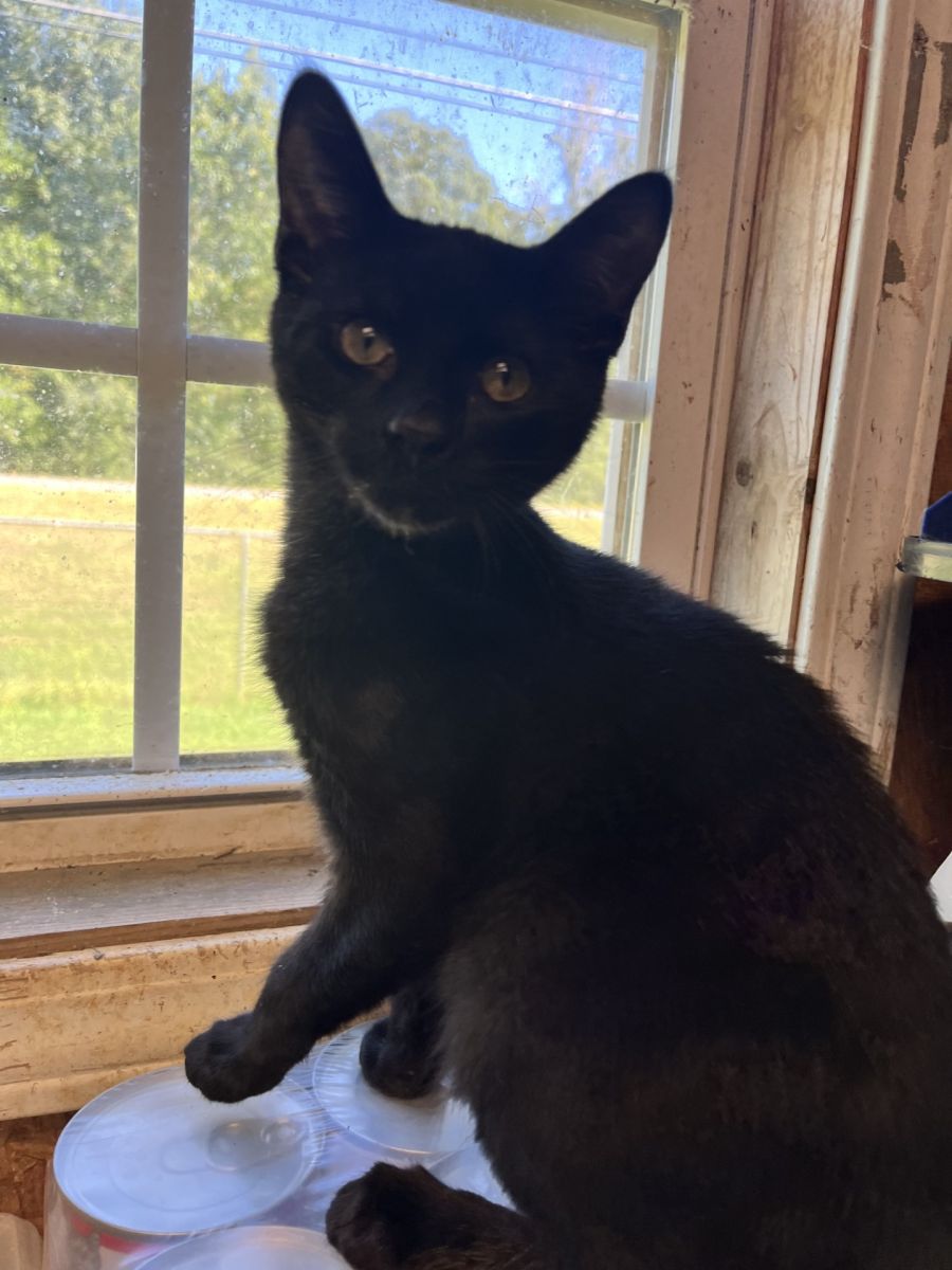 black cat
