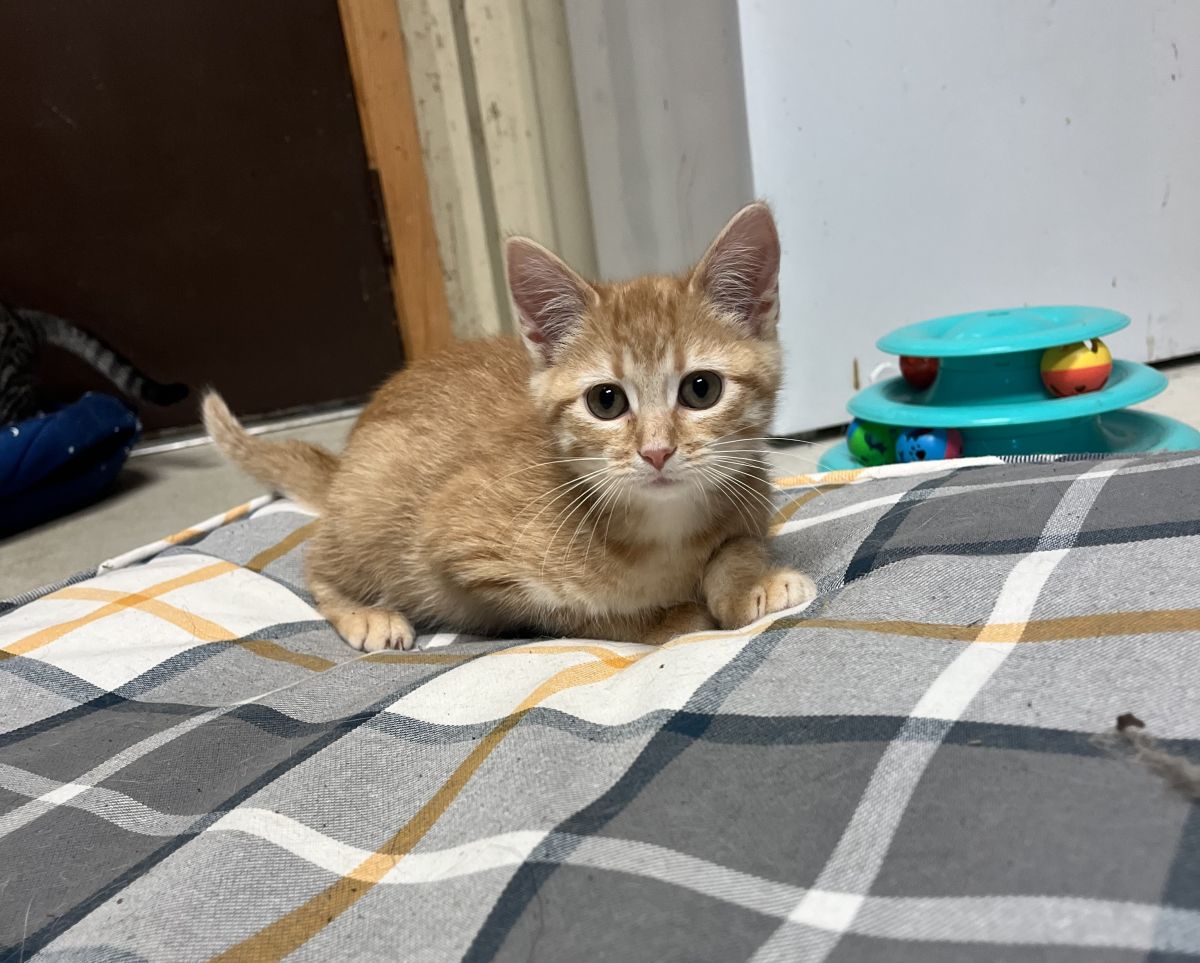 Orange cat laying on bed
