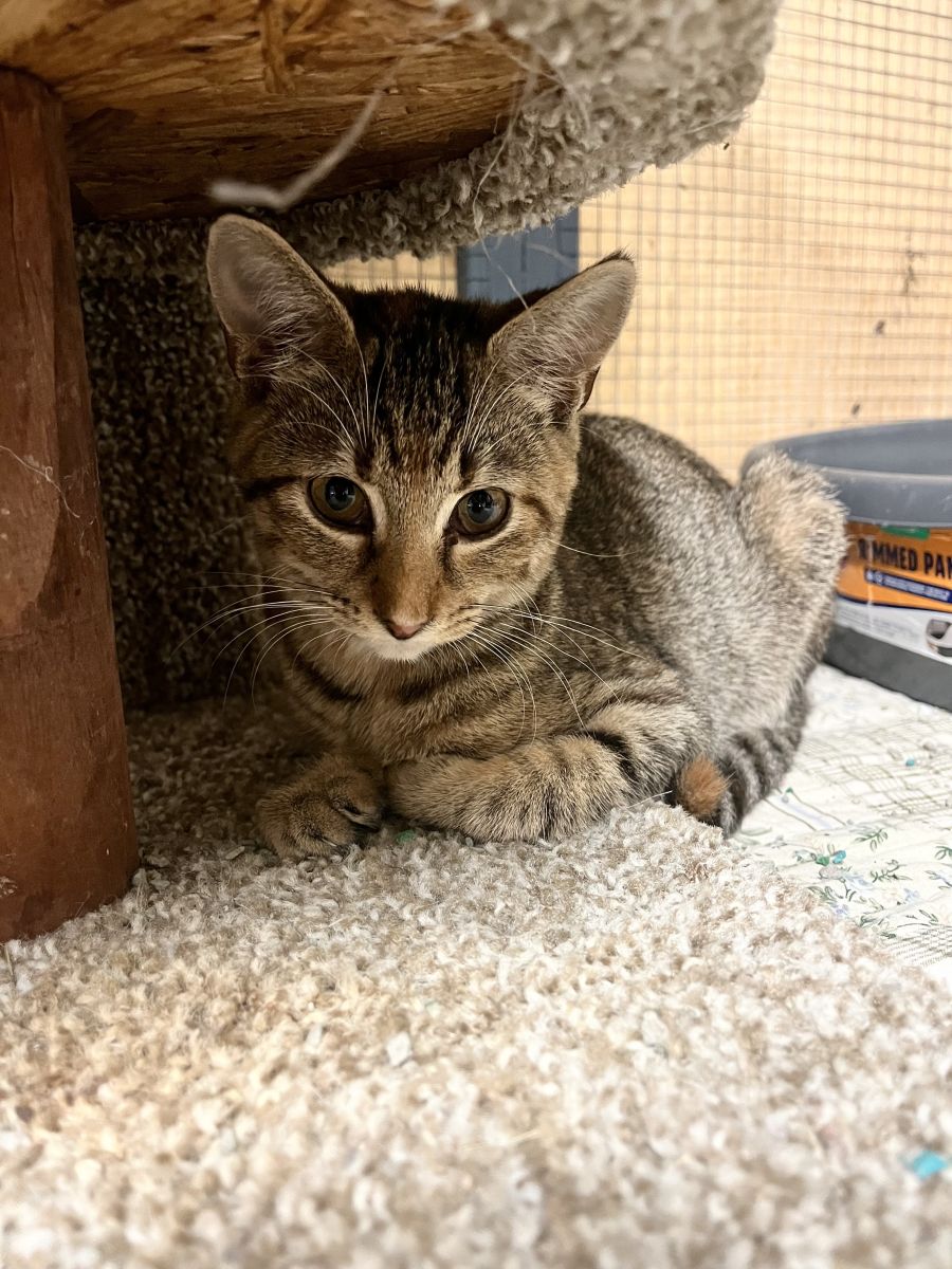 tabby cat