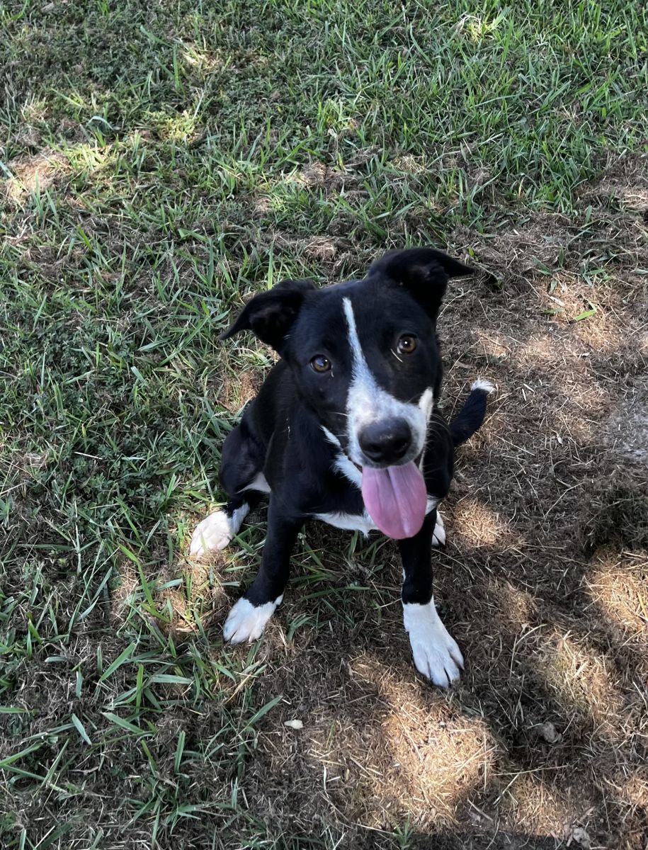 white and black dog in grass