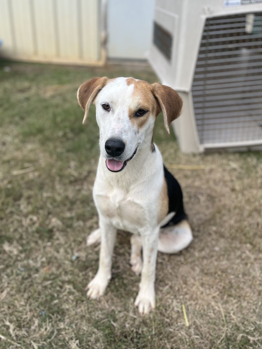 tri color dog in grass