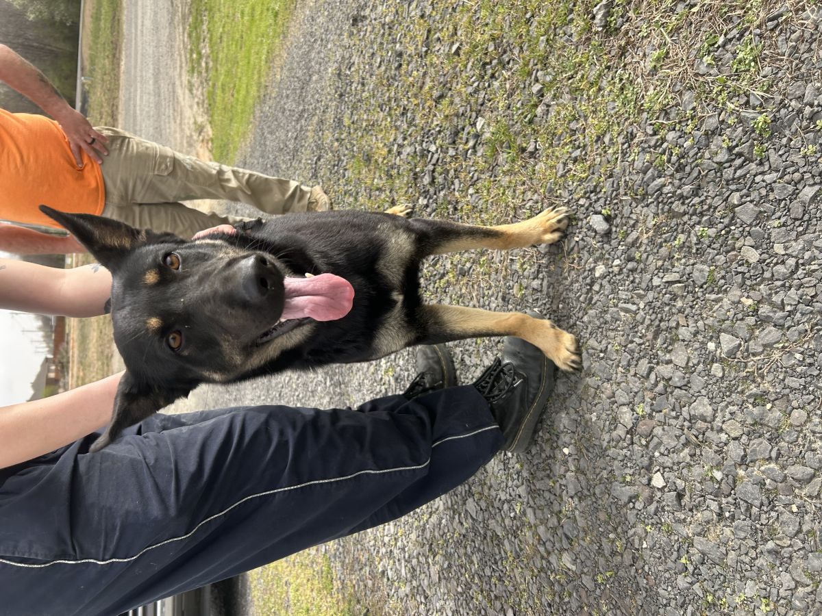 tan and black dog ouitside