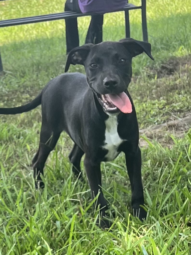 dog on grass