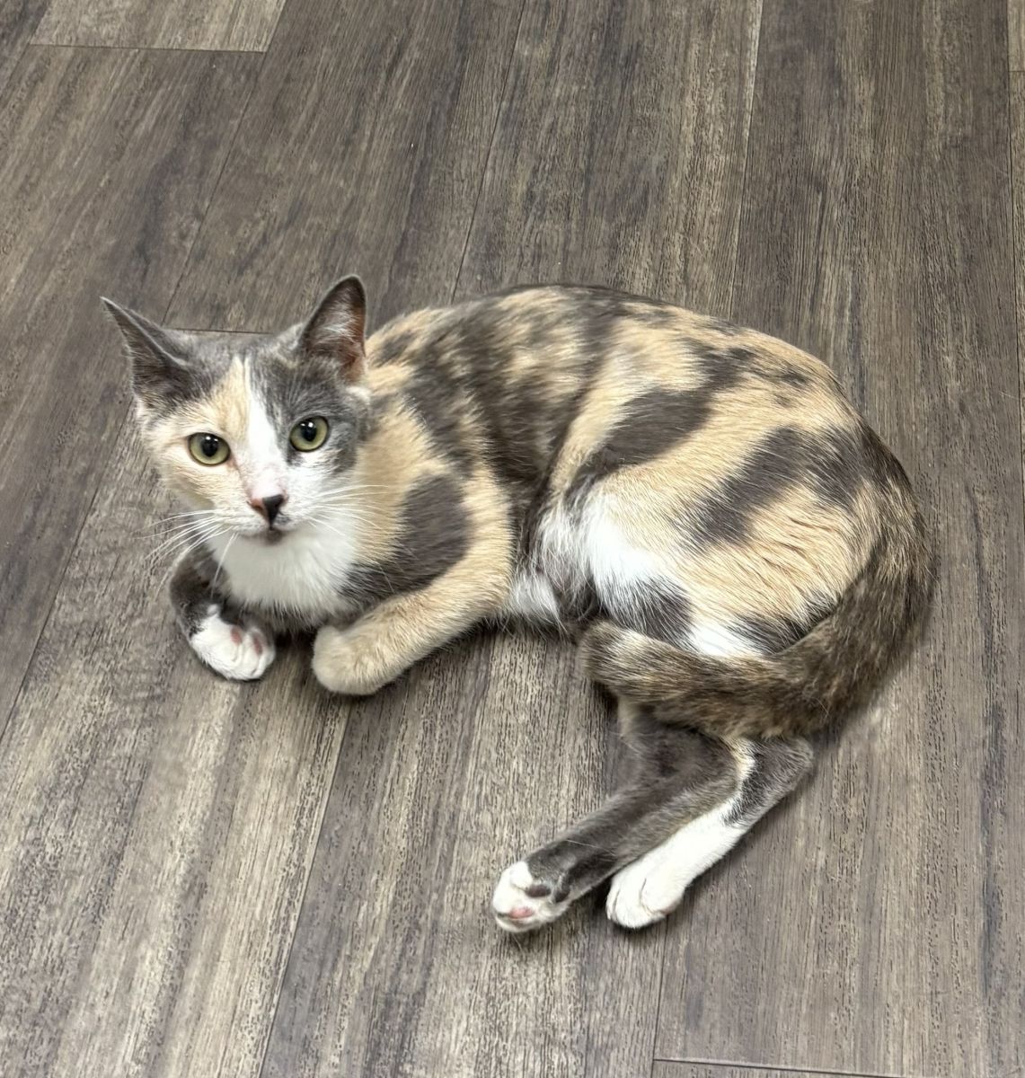 calico cat on floor