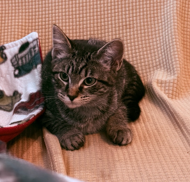tabby kitten