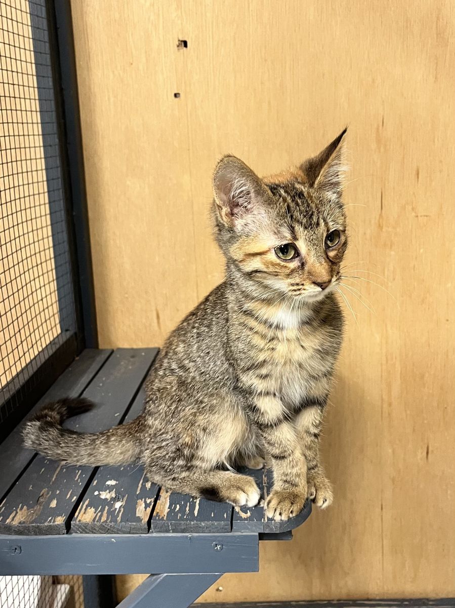 tabby cat