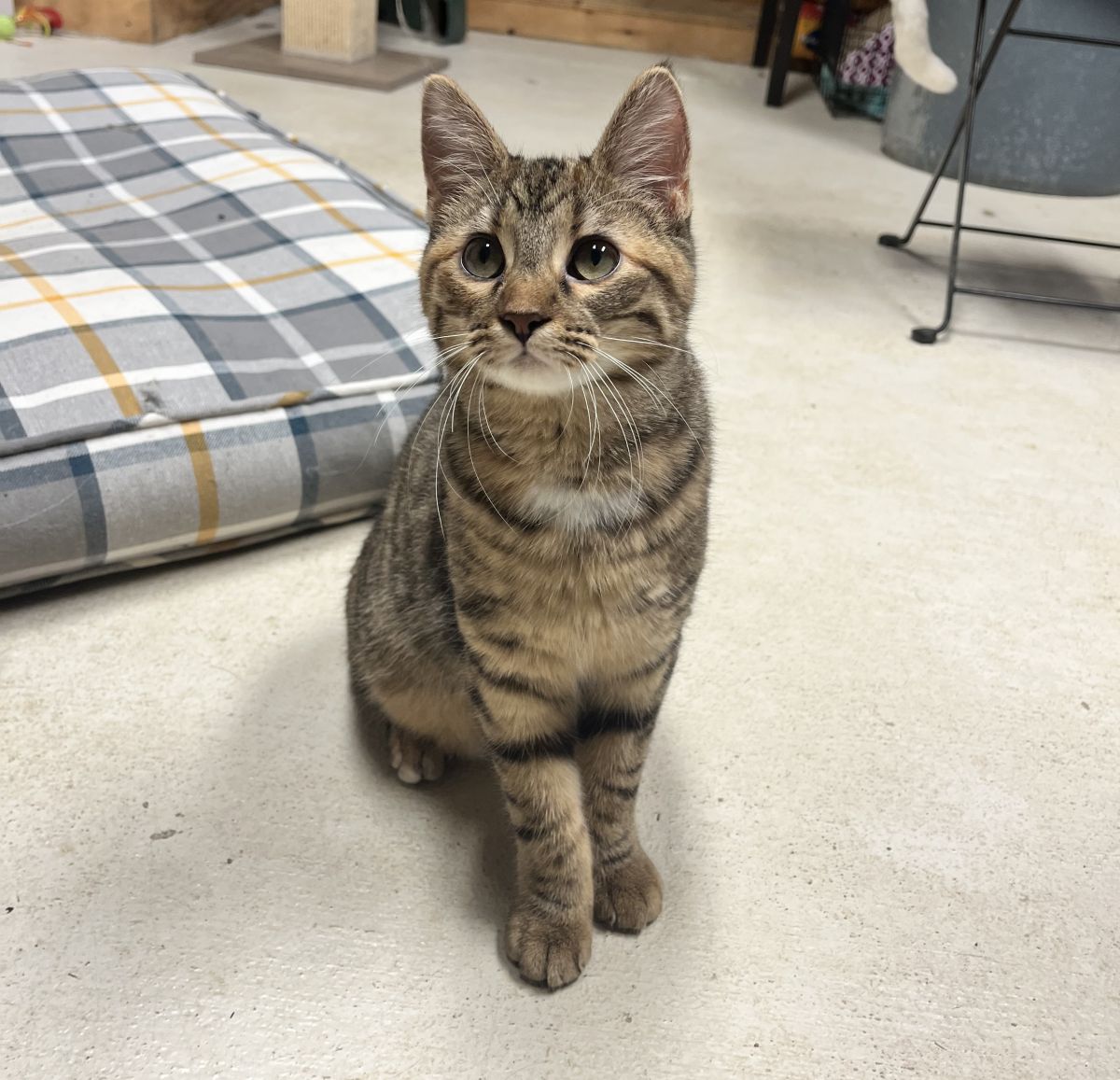 tabby cat sitting on floor