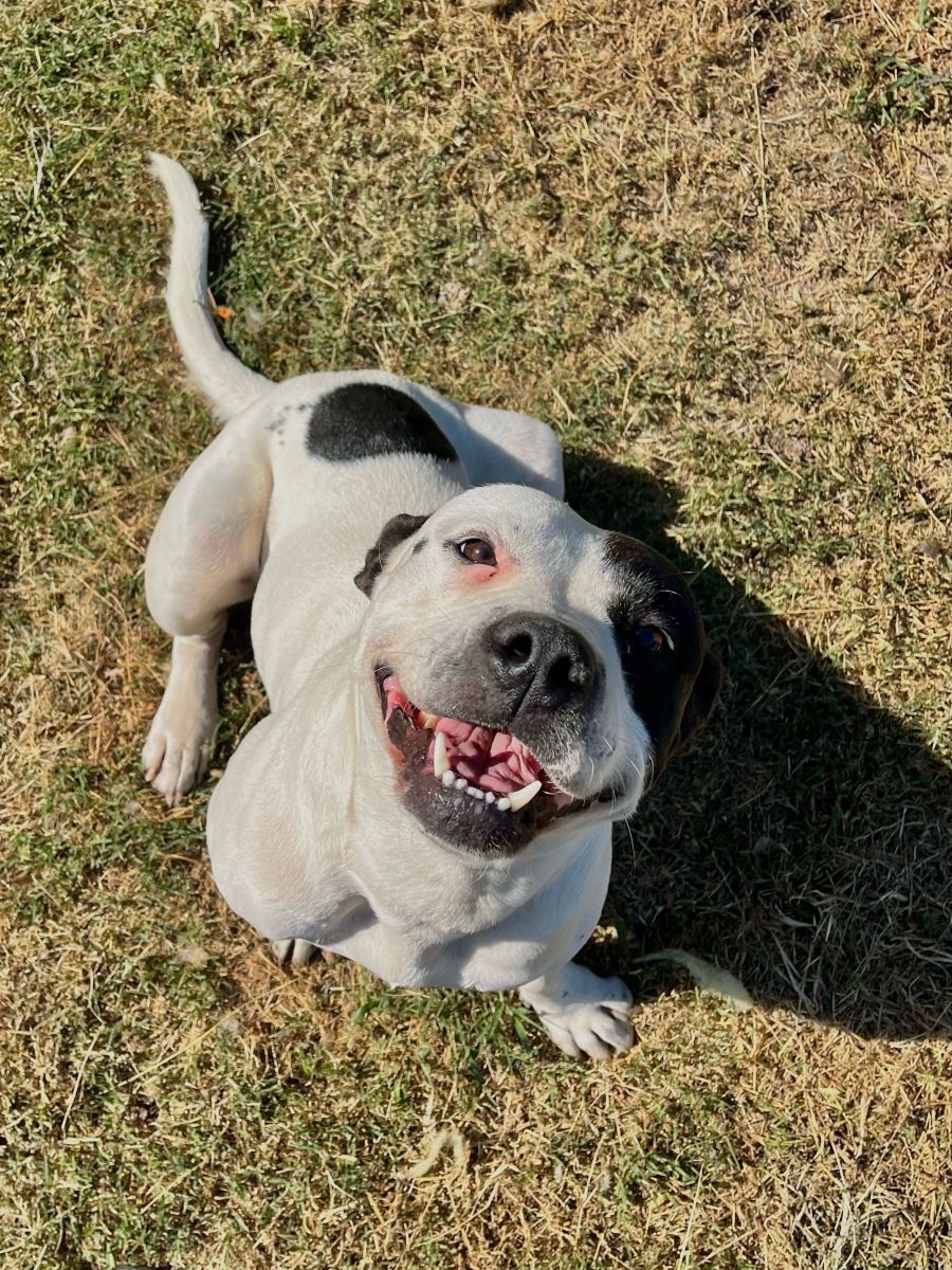 white and black dog in grass