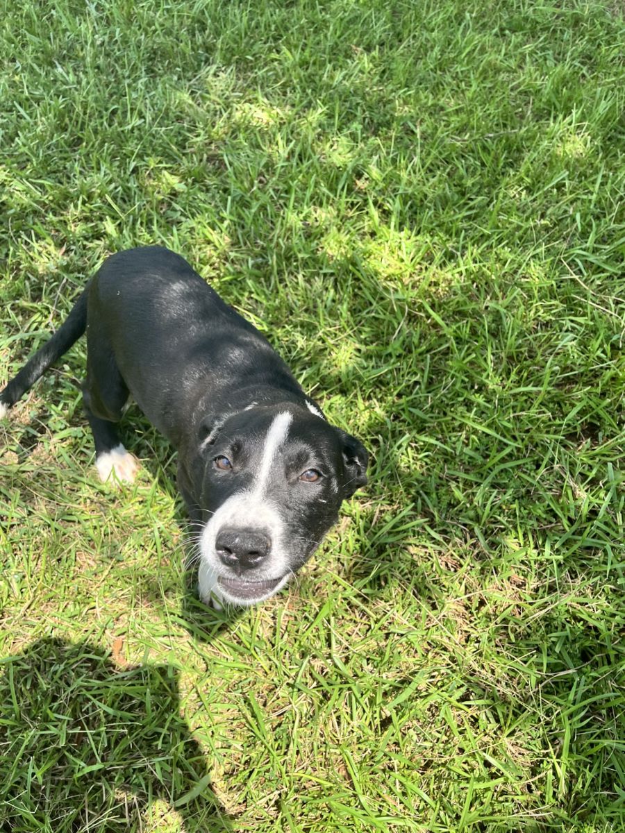 white and black dog in grass