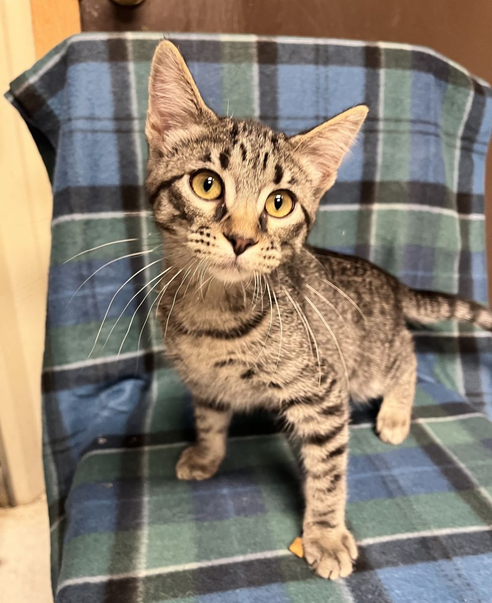 tabby cat