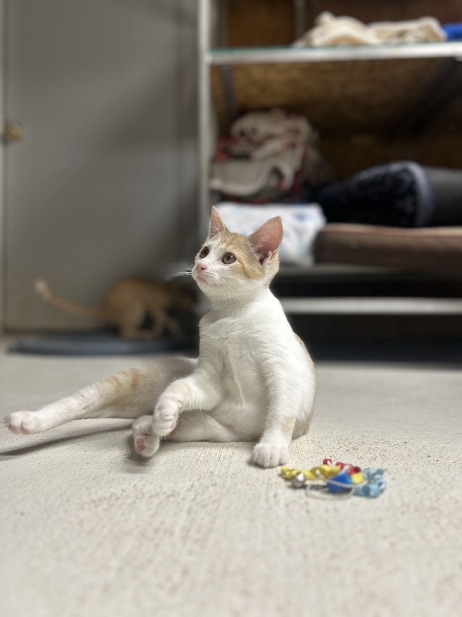 orange and white cat