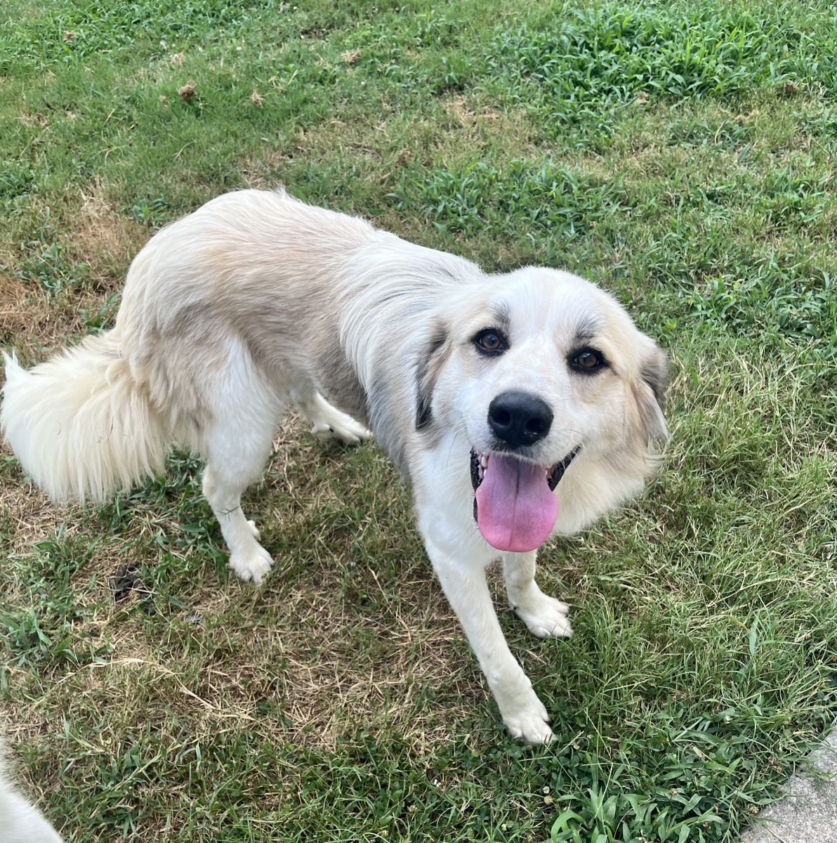 white dog on grass