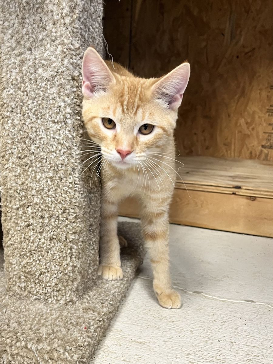 Orange cat walking on floor